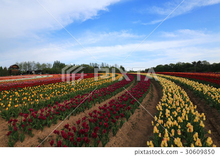 Churupppu 1752 30609850