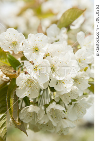 Sakura Peach Flower Sakura Peach Flower 30610263