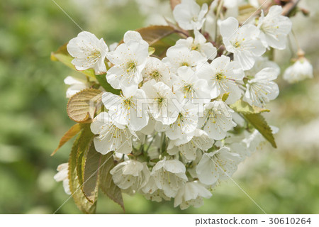 Sakura Peach Flower Sakura Peach Flower 30610264