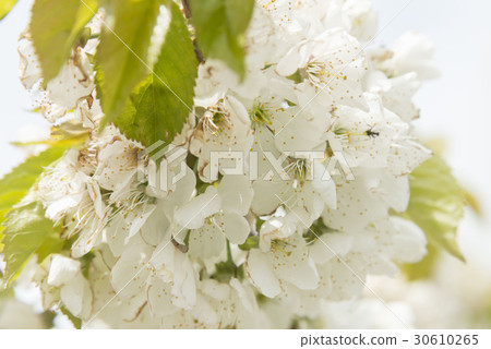 Sakura Peach Flower Sakura Peach Flower 30610265