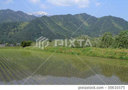 At the foot of the mountain of the North Alps in Azumino in May May apple flowers bloom At the foot of the mountain of the North Alps in Azumino in May May apple flowers bloom 30610375
