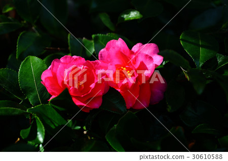 Two-wheeled cold camellia 30610588
