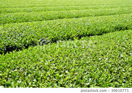 Tea plantation 30610771