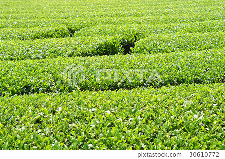 Tea plantation 30610772