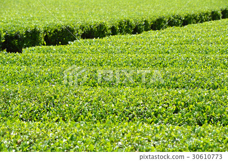 Tea plantation 30610773