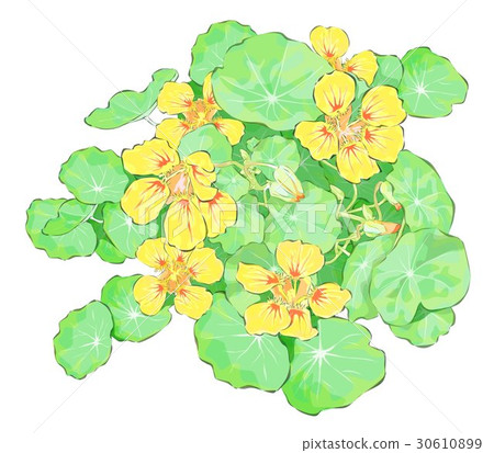 Nasutachumu 30610899