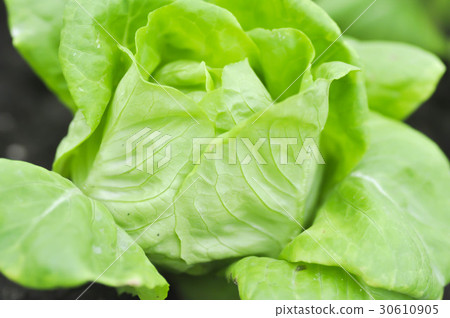 butterhead lettuce or head lettuce butterhead lettuce or head lettuce 30610905