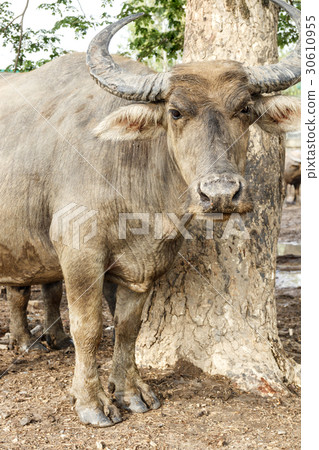 close up of thai water buffalo 30610955