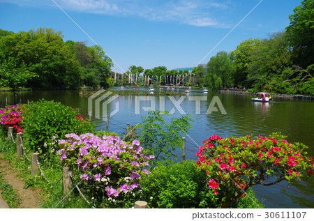 Zenbukuji池塘和杜鵑花 30611107