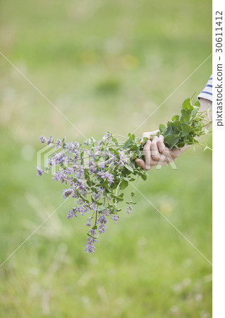 Cat mint catnip 30611412