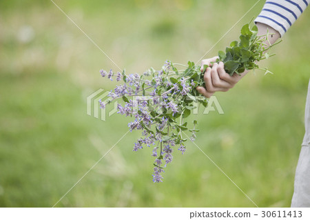 Cat mint catnip Cat mint catnip 30611413