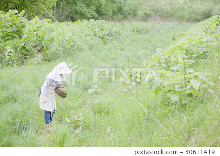 Taking wild vegetables Taking wild vegetables 30611419