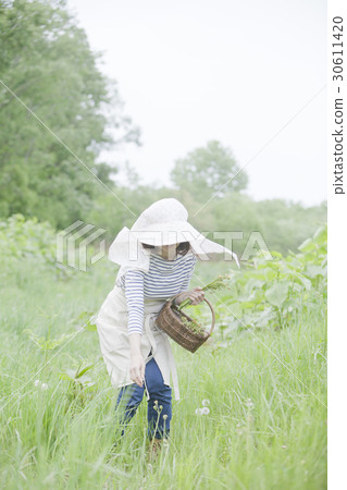 採取野菜 採取野菜 30611420