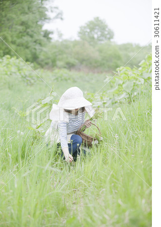 Taking wild vegetables 30611421