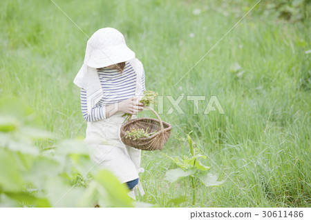採取野菜 30611486