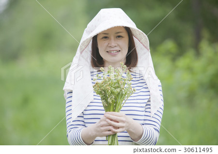 Taking wild vegetables Taking wild vegetables 30611495