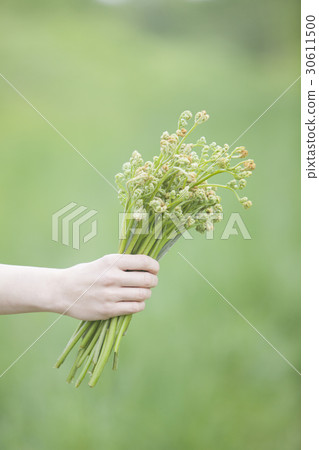 Taking wild vegetables Taking wild vegetables 30611500