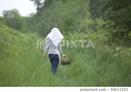 Taking wild vegetables Taking wild vegetables 30611503