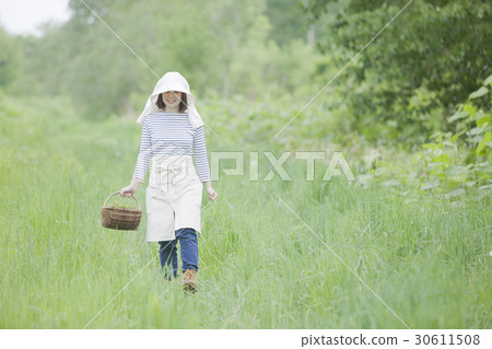 Taking wild vegetables 30611508