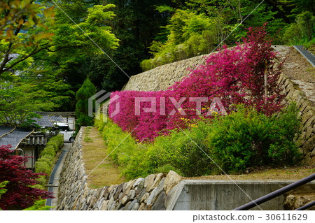 Hase Temple Petan fresh green Hase Temple Petan fresh green 30611629