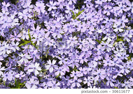 Shibazakura (Shiba cherry tree) Shibazakura (Shiba cherry tree) 30611677