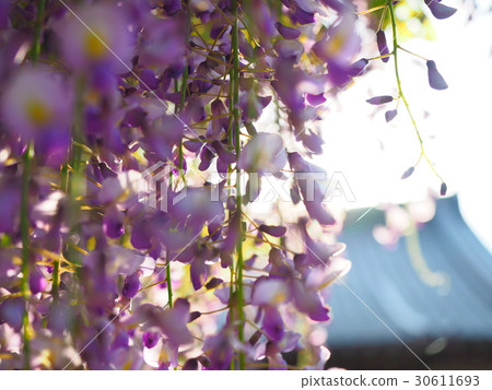 Close-up of wisteria flowers Close-up of wisteria flowers 30611693