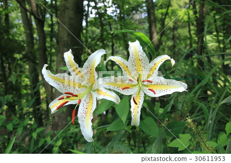 Mountain lily blooming in satoyama 30611953