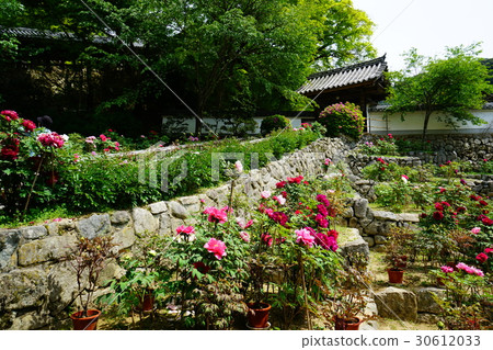 Hase Temple Petan fresh green 30612033