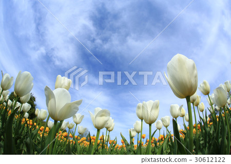 Churupppu 1597 30612122