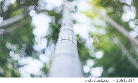 京都竹林,Kyoto bamboo forest 30612384