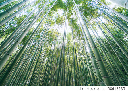京都竹林,Kyoto bamboo forest 30612385