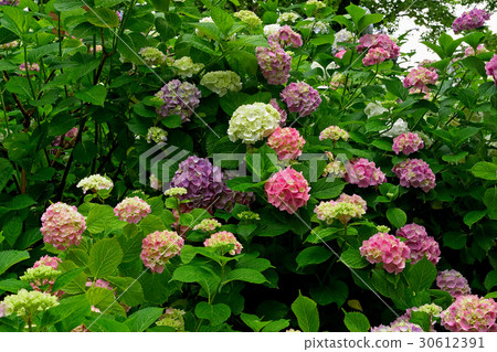 亞達寺繡球花 30612391