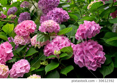 亞達寺繡球花 亞達寺繡球花 30612392