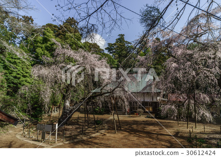 Lucky Temple of Spring 30612424