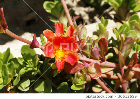 Porchula flower 30612659