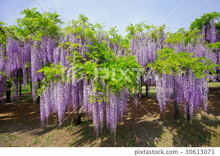 紫藤長得很長 30613071