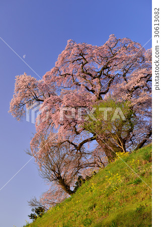 Tenjin married cherry blossoms Tenjin married cherry blossoms 30613082
