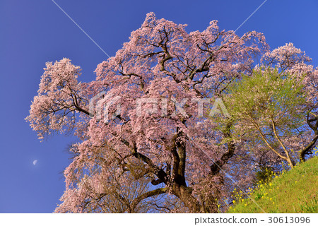 Tenjin married cherry blossoms Tenjin married cherry blossoms 30613096