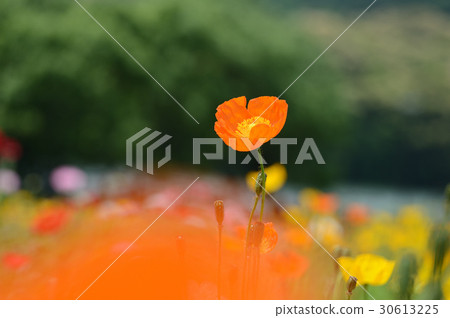 Uwajima city's poppy, supple 30613225