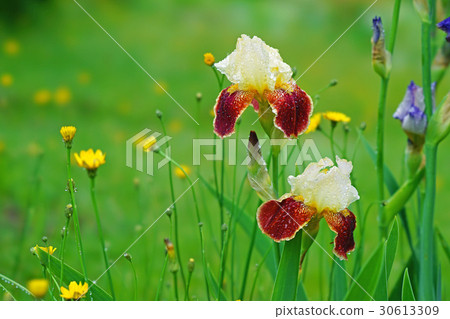German iris German iris 30613309