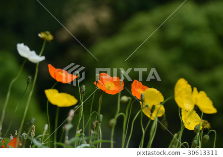 宇和島市的罌粟,柔順 宇和島市的罌粟,柔順 30613311
