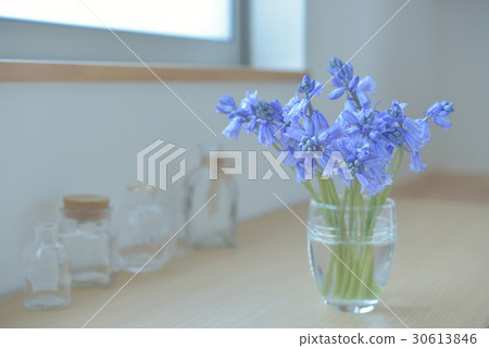 Window side flower brodia 30613846