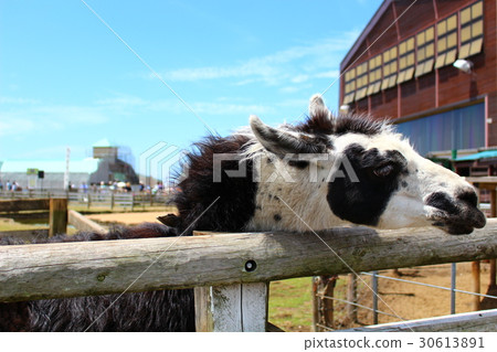 Llama Llama 30613891