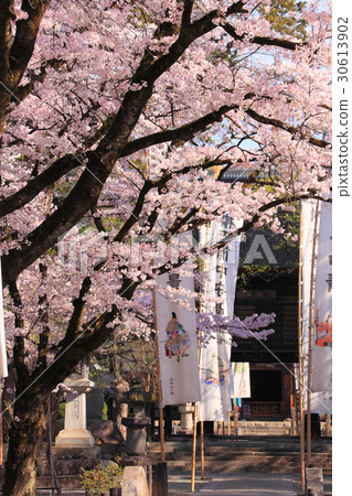 The approach of Guilin Temple where cherry blossoms are in full bloom 30613902