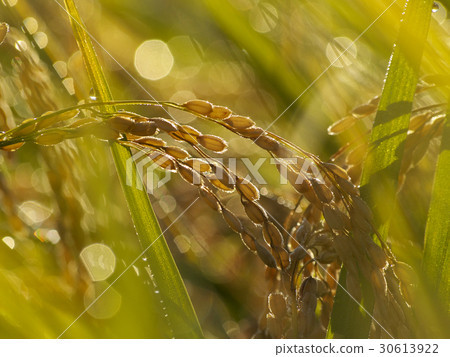 雨盤接收朝陽 雨盤接收朝陽 30613922
