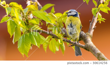 Single colorful blue tit bird on cherry tree 30614256