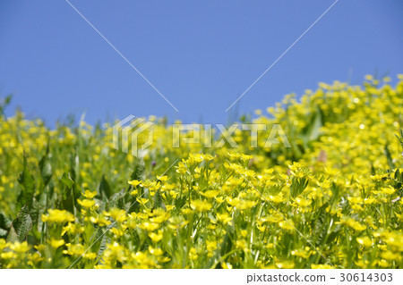 在春天河床“社區狐狸諾坦”領域-2 在春天河床“社區狐狸諾坦”領域-2 30614303