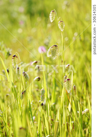A group of "squirrels" in the grassland 30614305