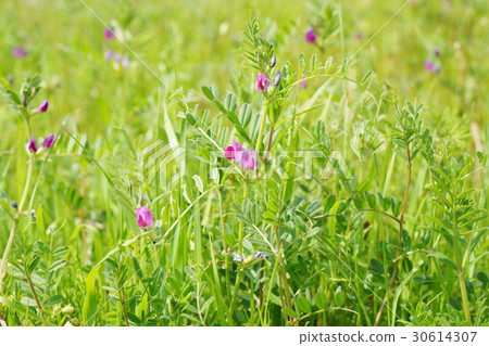 你經常在田野裡看到的“Karasuno豌豆” 30614307