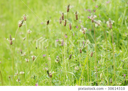 A conspicuously forested "grasshopper" in the grassland A conspicuously forested "grasshopper" in the grassland 30614310